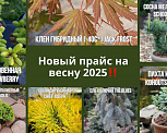 Предзаказ.Контейнерные растения. Сток. ВЕСНА 2025